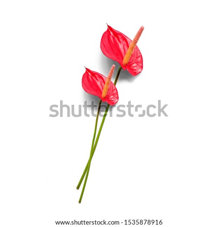 Pair of Dark red Anthurium/ Flamingo flowers isolated on white background Royalty-Free Stock Photo #1535878916