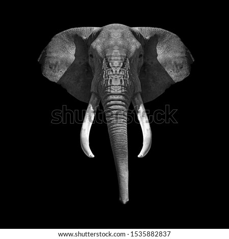 elephant head on black background 
