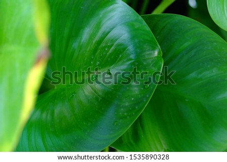 Green leaf Background. This is a close up, color photographic image depicting a large green leaf, which has been digitally edited to enhance the green.