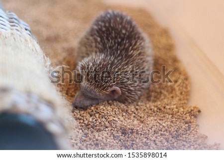 Small adorable hedgehog is sleeping