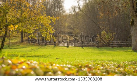Beautiful autumn forest, in sunning day