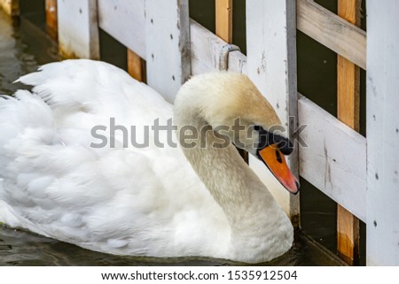 white Swan in the lake near the wooden fence