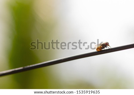 Fly on a top of a fire - macro insect photography - house fly