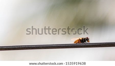 Fly on a top of a fire - macro insect photography - house fly