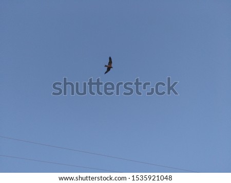 blue sky with eagle very beautiful. eagle in blue sky 