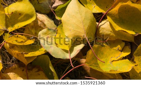 Yellow autumn apricot leaves on the ground - background.