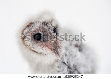 animal baby young barn owl. studio shot with white background