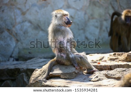 Baboon sitting on a stone, paddock in a zoo. Species: Papio cynocephalus.