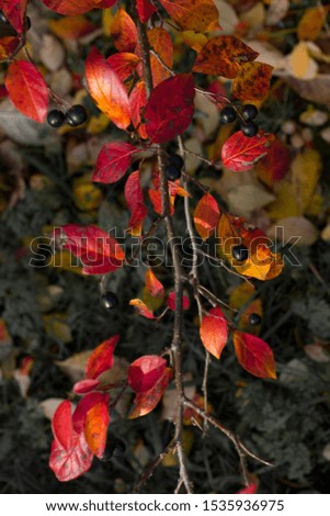 Bright Leaves yellow red large planom with berries on a blurred background