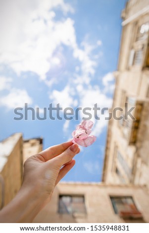 Beautiful female hand holding pink bougainvillea flower on the sky background. Old city, Jerusalem, Israel