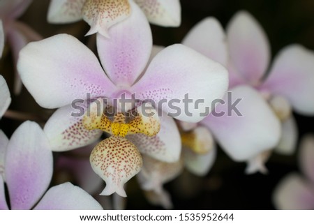 Close up white with purple and yellow accent orchids and red dots. Background of blurred orchids and black
