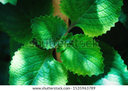 Plectranthus amboinicus , Indian borage or Mexican mint with mint oregano flavor in a garden shined by spotted sunlight