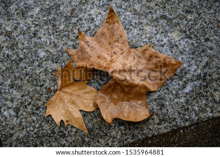 yellow leaves on the ground floor of a street