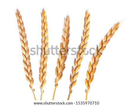 a bright closeup of a bunch of golden ripe dinkel hulled wheat Spelt Spelt (Triticum spelta dicoccum) rye grain relict crop health food ready for harvest isolated on white Royalty-Free Stock Photo #1535970710