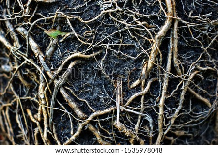Black Earth and roots of large plants taken out of the pot Royalty-Free Stock Photo #1535978048