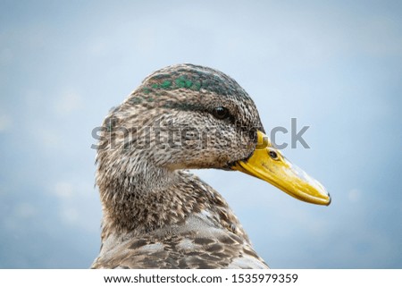 Close up photo of a duck swimming 
