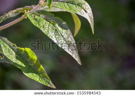 dew drops on green leaves