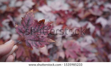 Red autumn leaves background in the month of October.
