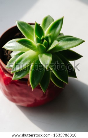 Succulent plant in a red pot on a white background. View from above