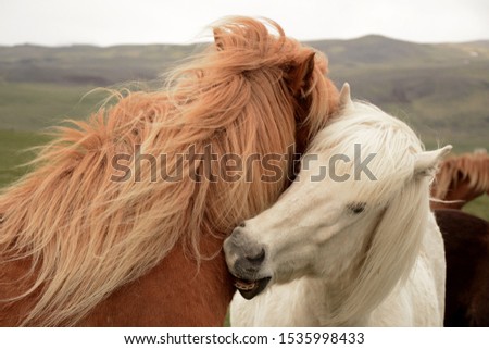 
horses in all their splendor