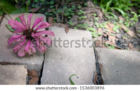 A colorful zinnia flower growing in a beautiful garden on a summer day. 