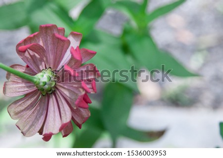 A colorful zinnia flower growing in a beautiful garden on a summer day. 
