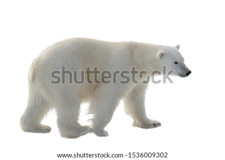 Polar bear isolated on white background Royalty-Free Stock Photo #1536009302