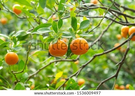 Tangerine trees with two tangerines in focused