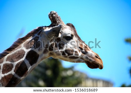 Head of giraffe walking on the zoo catwalk. Species: Giraffa camelopardalis.