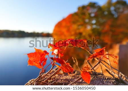 Closeup of Beautiful Fall Foliage of New England, Boston Massachusetts.
