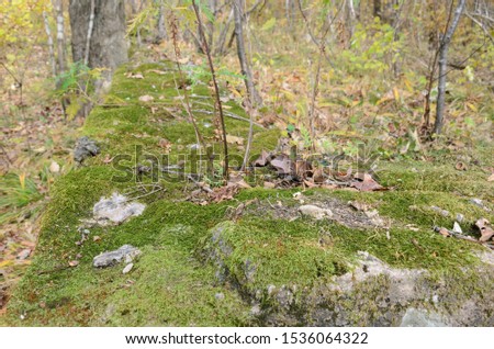 The foundation of an old abandoned building covered with moss in the middle of the forest