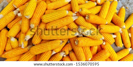 Grains of yellow ripe corn as background