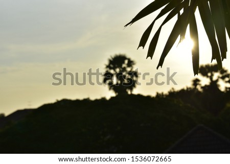 Morning view of the mountains that can see and shadow the sugar palm tree. The leaves in the picture focus on the sunlight.