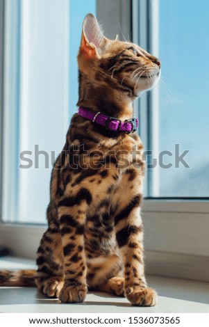 Cute curious bengal kitty cat sitting next to the window at home