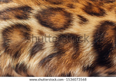 Close up leopard fur texture. Spoted fur of a bengal cat