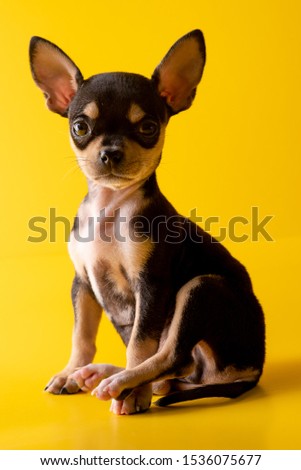 
chihuahua dog puppy with yellow background