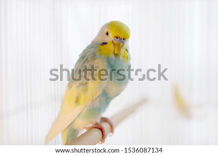 The budgerigar which relaxes in a bird cage