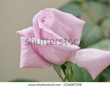 The bud of beautiful pale purple rose flower, close-up