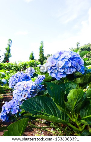 Blue Hydrangea flower or hortensia flower in spring and summer in a garden.