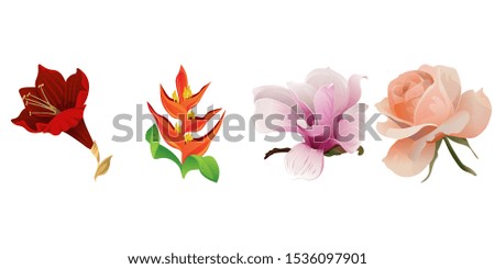 Purple Amaryllis. Orange Heliconia. Pink Magnolia. Pink Rose. Vector illustration. Isolated illustration element. Floral botanical flower. Wild leaf wildflower isolated. Exotic tropical hawaiian.