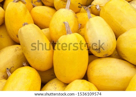 Close up on pile of spaghetti squash freshly picked from the field.This oval yellow squash contains a surprise: a stringy flesh that, when cooked, separates into mild-tasting, spaghetti-like strands. Royalty-Free Stock Photo #1536109574