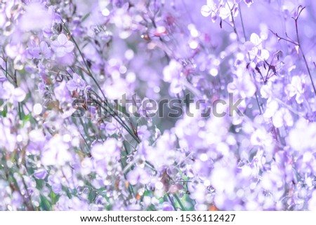 Blurred,Purple flower blossom on field. Beautiful growing and flowers on meadow blooming in the morning,selective focus nature on bokeh background