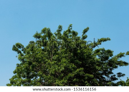 trees against a background of blue sky