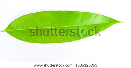Green leaves isolated from a white background.