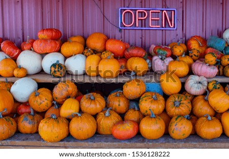 A view of stacks of pumpkins in variegated colors on shelves, in front of a red metal barn with a neon open sign. 