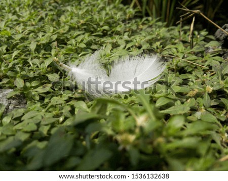 chicken feathers fall on the grass