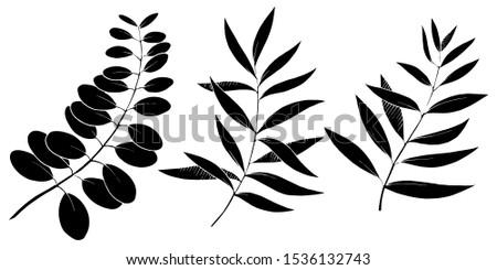 Vector Eucalyptus leaves branch. Exotic tropical hawaiian summer. Leaf plant botanical floral foliage. Black and white engraved ink art. Isolated branches illustration element.