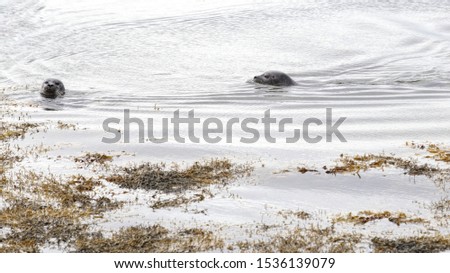 Two otters swimming in the sea