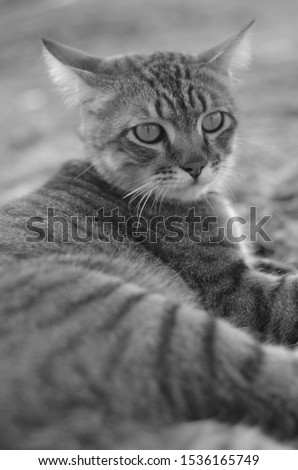 close up tabby cat look like tiger in black and white tone with blur background