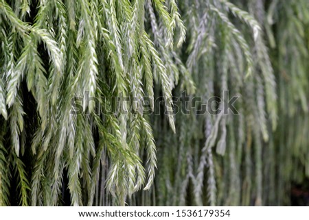 Close up green color of a tropical fern growing in a botanical garden for foliage backdrop